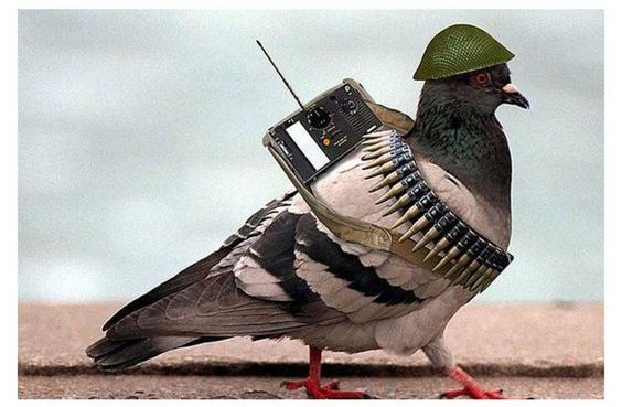 Pakistan uses pigeons to spy on India