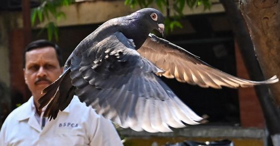 Pakistan uses pigeons to spy on India